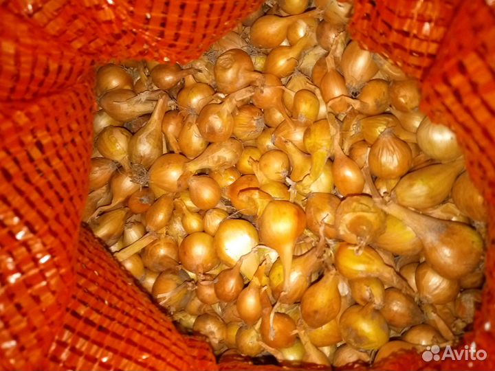 Лук севок штутгартер, стурон, кармен