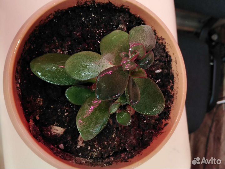 Денежное дерево