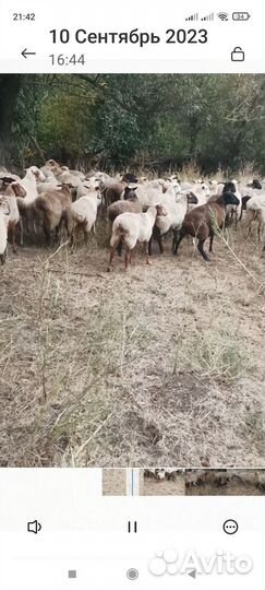 Овцы бараны