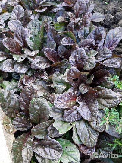 Живучка. Почвопокровное растение