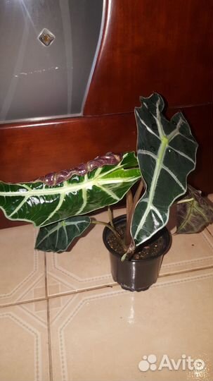 Алоказия полли