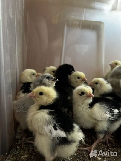 Цыплята инкубационное яйцо