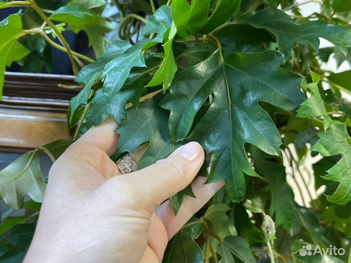 Циссус ампельный