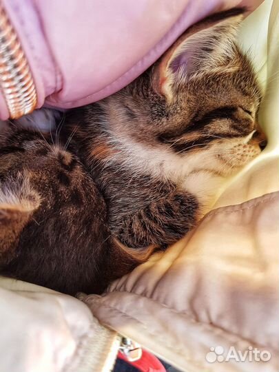 Хорошие котята в хорошие руки