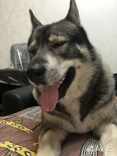 Ищем сучку для вязки