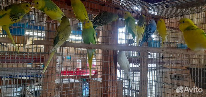 Волнистые попугайчики радужные и выставочные