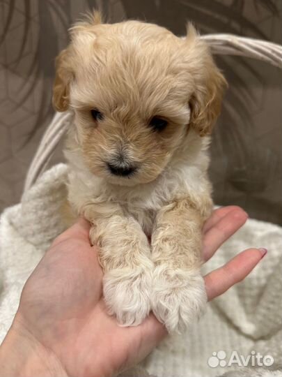 Продам мальтипу