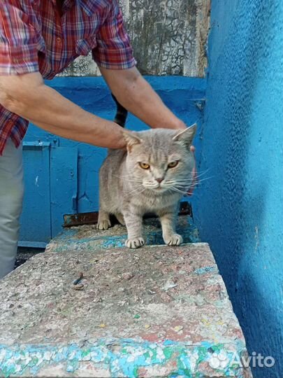 Шотландский кот в добрые руки бесплатно