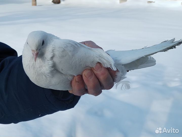 Николаевские голуби