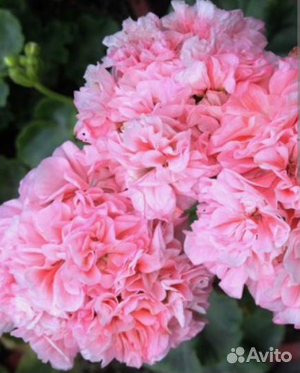 Пеларгонии сортовые