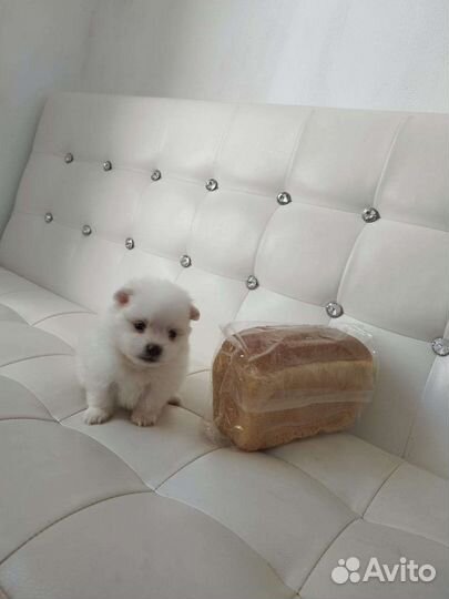 С Р О Ч Н О померанский мини мальчик шпица