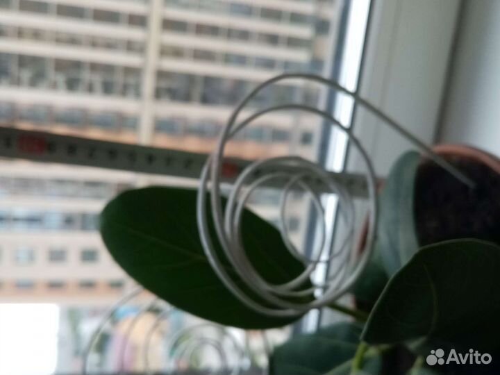 Фикус в керамическом горшке