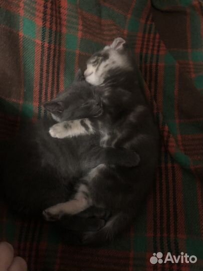 Шотландские котята
