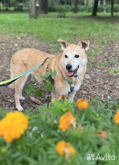 Собаки из приюта