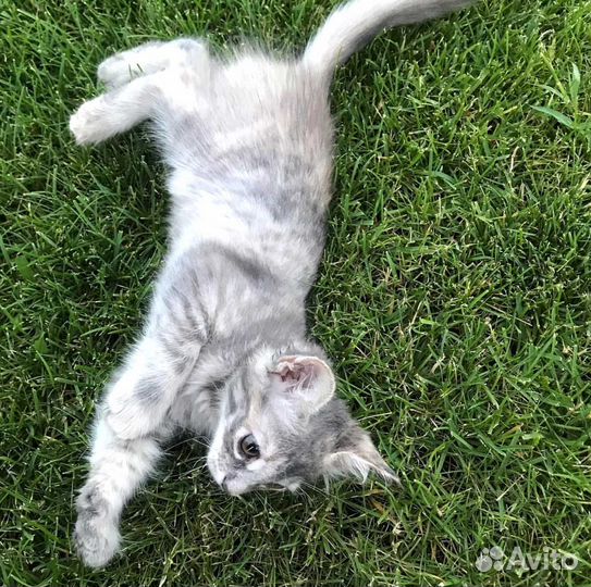 Рулонный газон, посевной газон