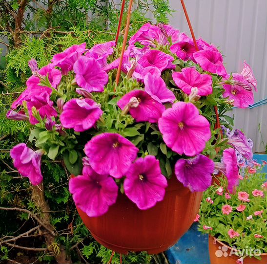 Цветы в кашпо и рассада