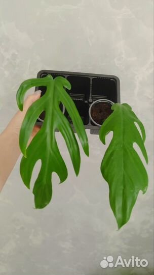 Филодендрон элеганс