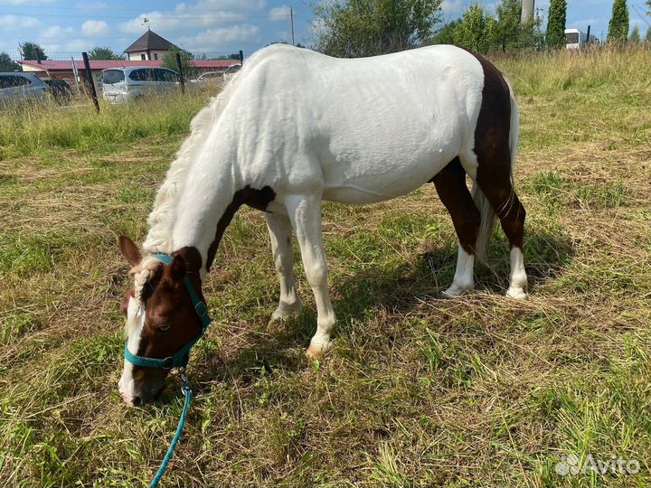 Шетлендский пони