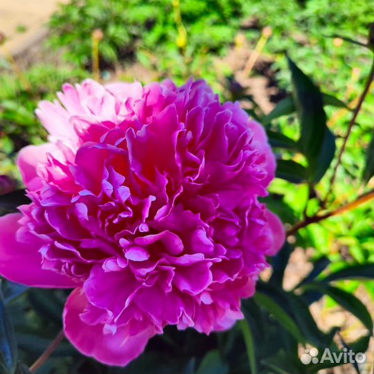 Розово Сиреньевый пион