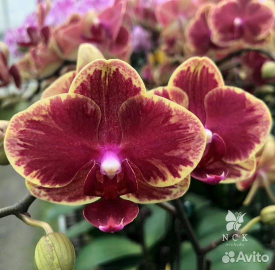 Сортовые азиатские подросхтки орхидей