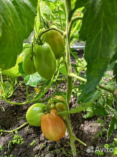 Рассада помидор, сладкого перца, капусты