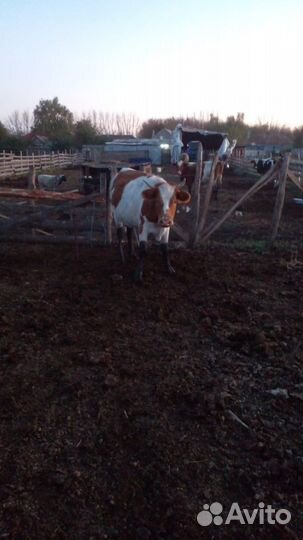 Телка стельная