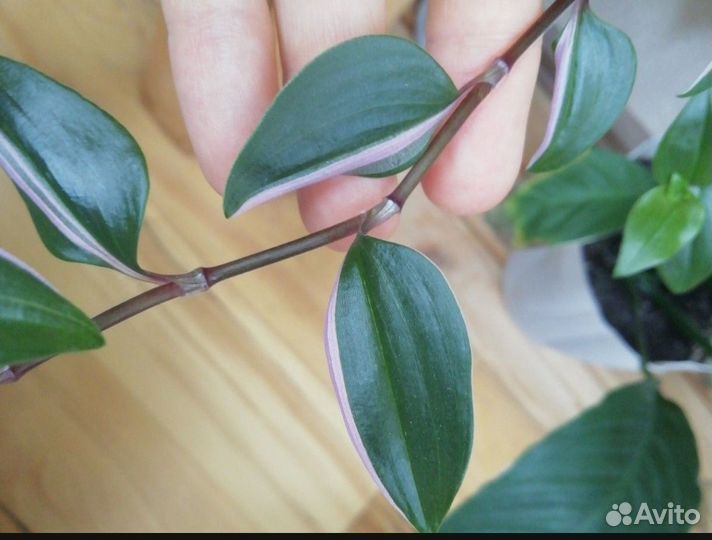 Традесканция комнатная зебрина мелколистная