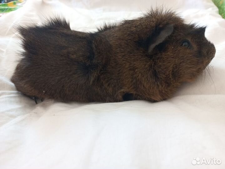 Морская свинка,розетка
