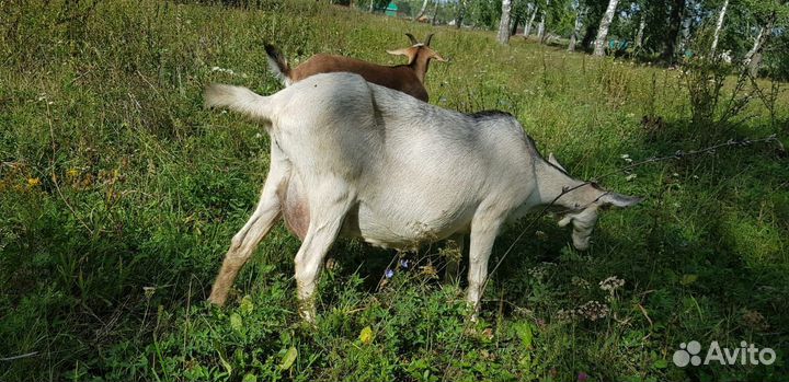 Коза альпийская и зааненская