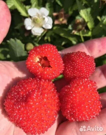 Тибетская малина саженцы