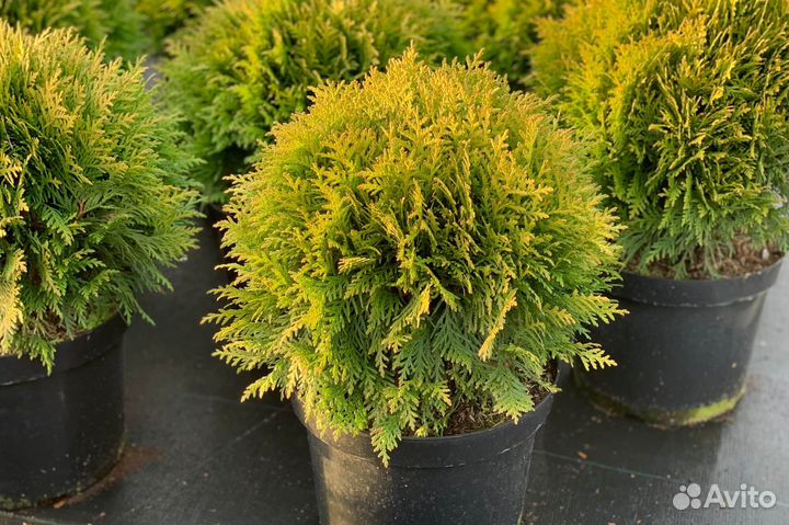 Саженцы Туя западная в ассортименте