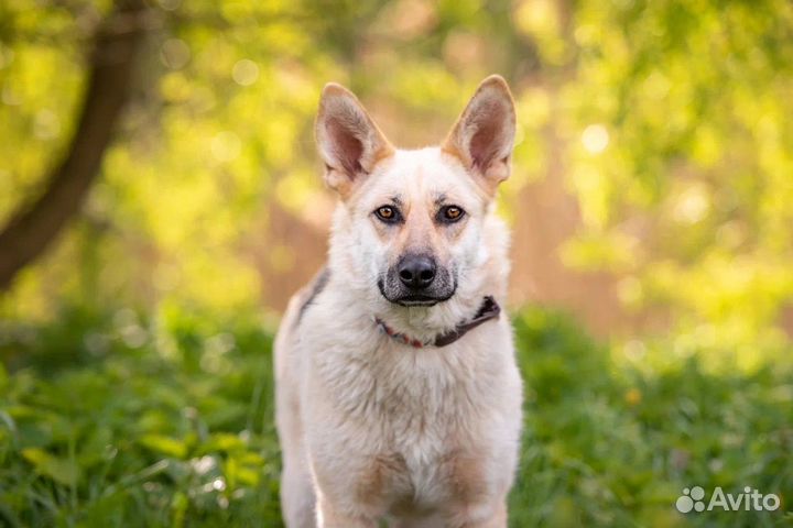 Собака в добрые руки