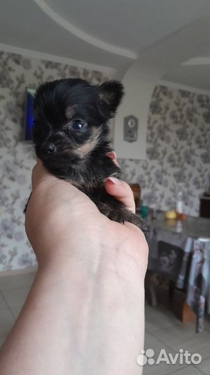 Супер мини йорк