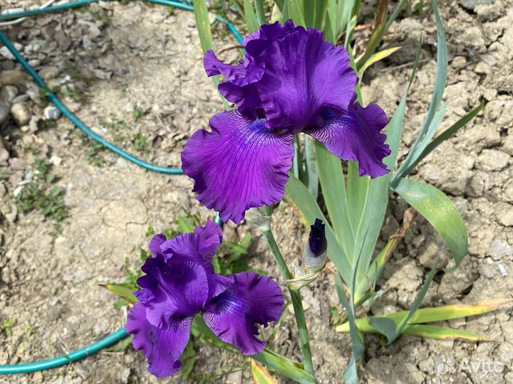 Ирисы делянкой
