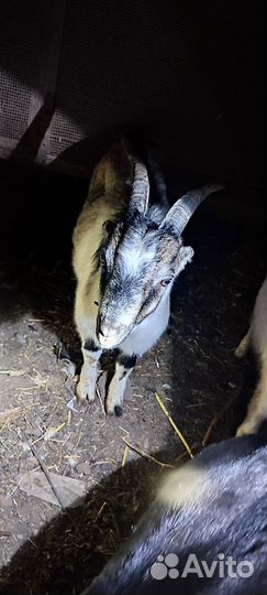 Козел Камори Нубиец и козы