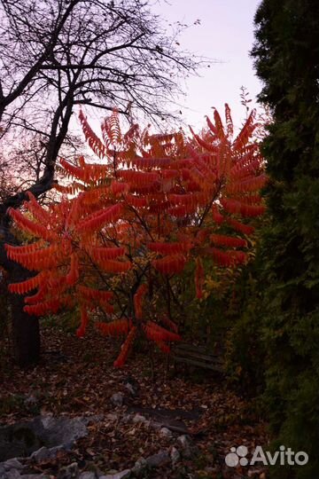 Саженцы сумах