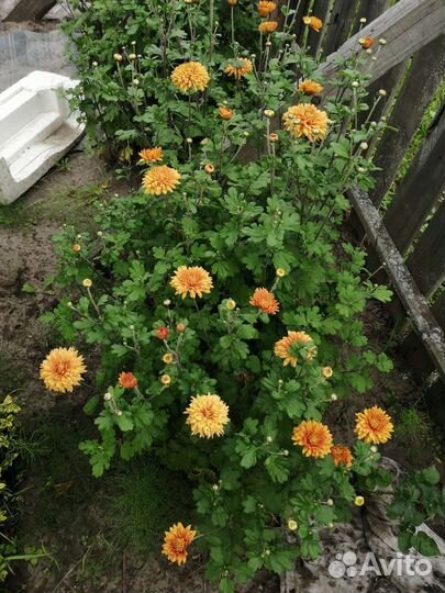 Хризантема кустовая