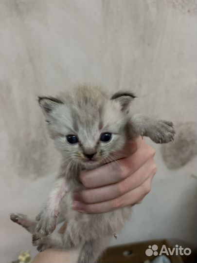 Котята-метисы