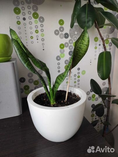 Сансевиерия