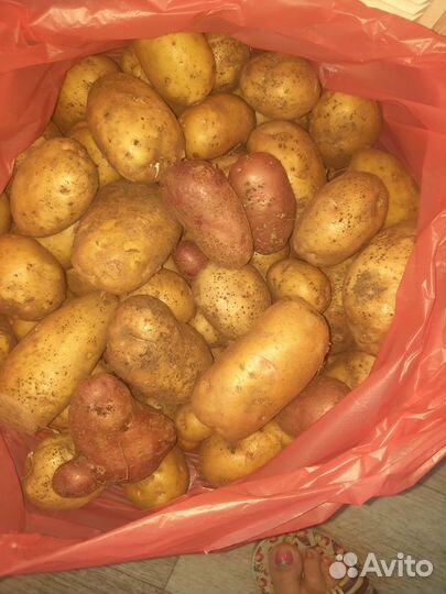 Продам картофель