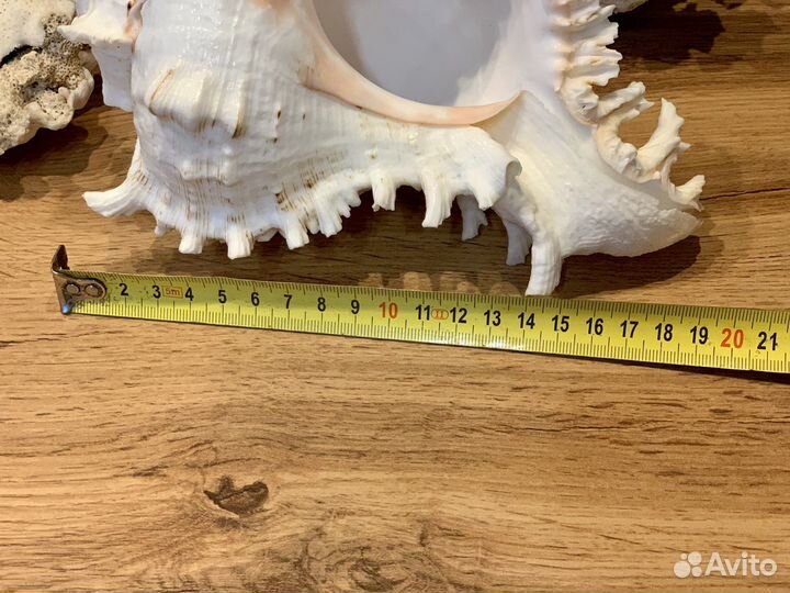 Кораллы Раковины морские