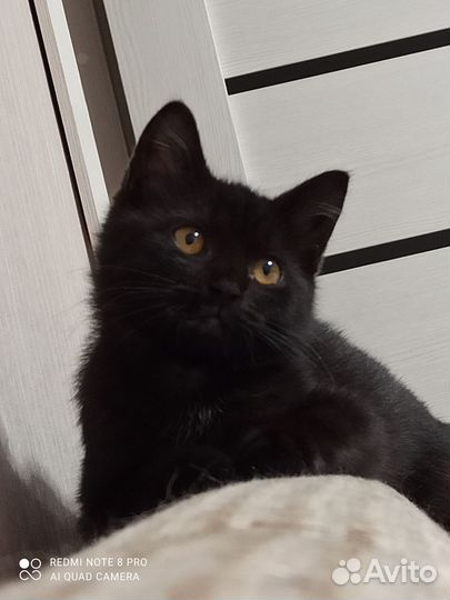 Кошка в дар бесплатно