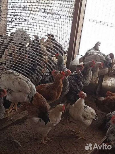 Куры молодки