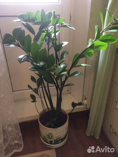 Домашние растения