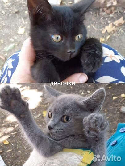 Котята в добрые руки бесплатно