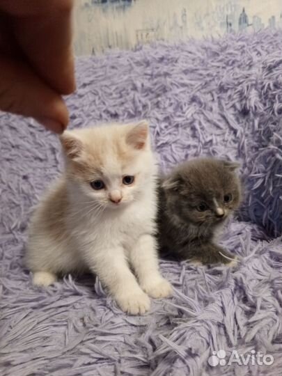 Шотландская