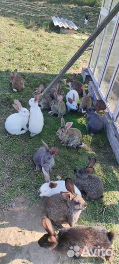 Мясо кролика