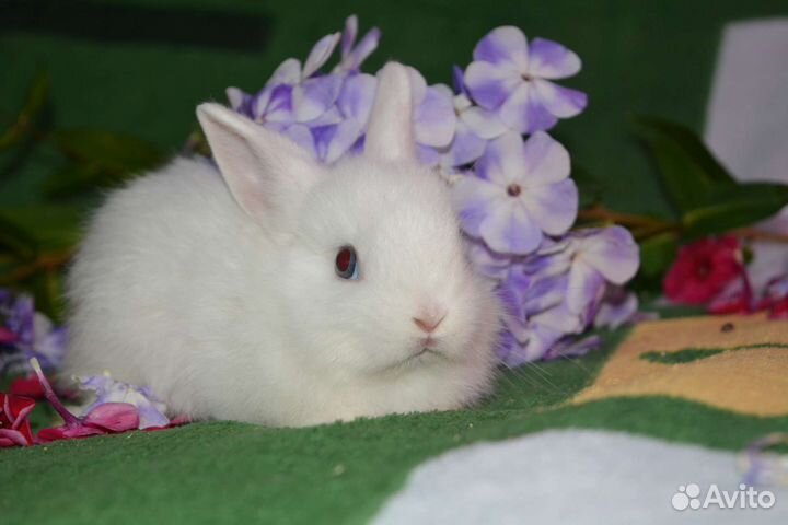 Гермелены мини