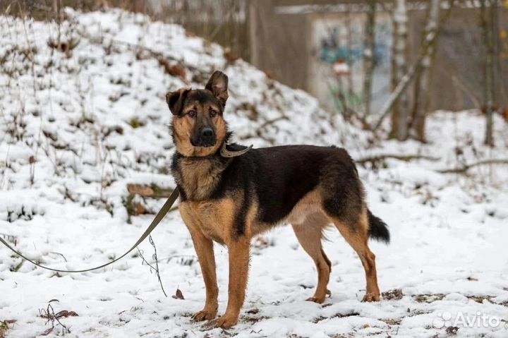 Собака в добрые руки