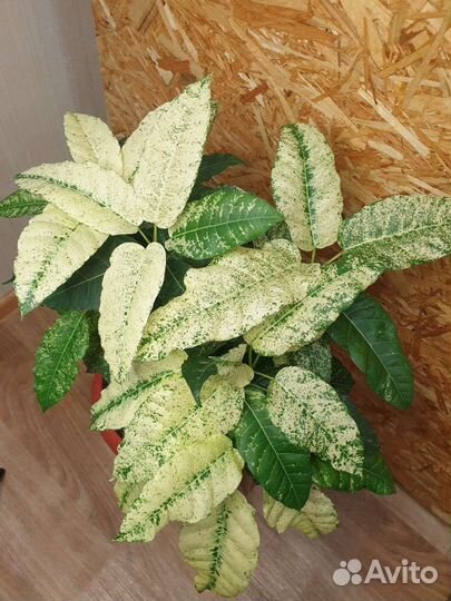 Фикус Алтиссима Нью клон